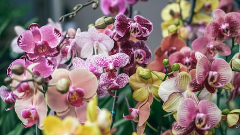 Which State In India Is Called The Land Of Orchids? And, The Best Way To Explore It