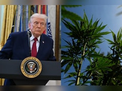 Trump Considers Reclassifying Marijuana As Less Dangerous Drug