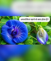 अपराजिता के फूल खाने से क्या फायदा होता है, बालों के लिए अपराजिता फूल का उपयोग कैसे करें?