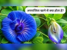 अपराजिता के फूल खाने से क्या फायदा होता है, बालों के लिए अपराजिता फूल का उपयोग कैसे करें?