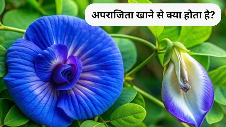 अपराजिता के फूल खाने से क्या फायदा होता है, बालों के लिए अपराजिता फूल का उपयोग कैसे करें?