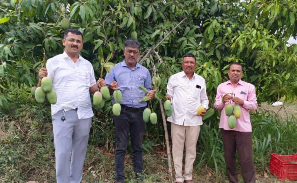 Junnar Gold Mango Junnar Gold Mango