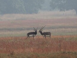 यहां हैं काले हिरण... बारनवापारा अभ्यारण्य में 5 दशक बाद लौटे, सैलानियों के चेहरे पर फिर लौटी खुशियां