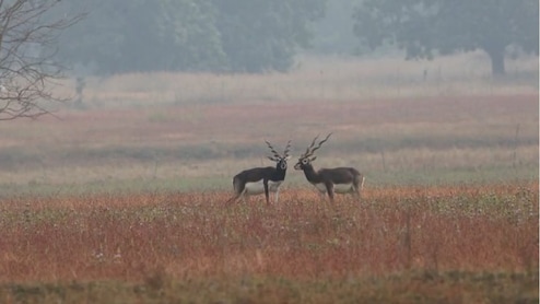 यहां हैं काले हिरण... बारनवापारा अभ्यारण्य में 5 दशक बाद लौटे, सैलानियों के चेहरे पर फिर लौटी खुशियां