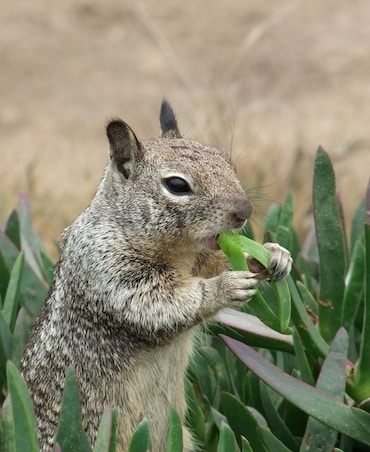 Do Animals Use Heat As Defense Mechanism