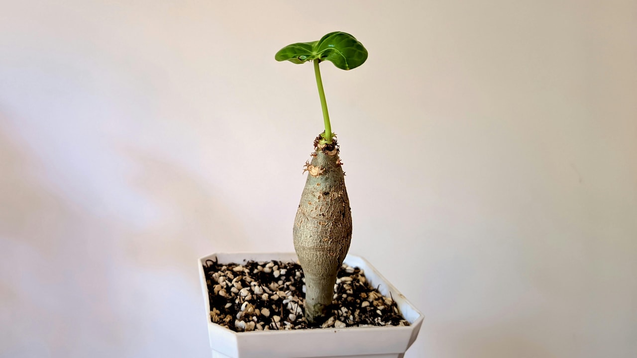 Why you need to upgrade to these gardening kit?