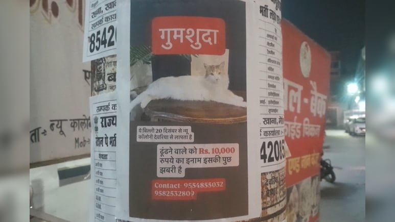 देवरिया में 'बिल्ली' के लिए FIR... मालिक ने शहर भर में लगाए पोस्टर, ढूंढने वाले को मिलेगा बड़ा इनाम