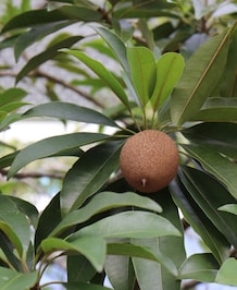 7 Reasons To Enjoy Chikoo This Winter