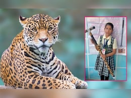 Ahilyanagar News: बिबट्यापासून संरक्षणासाठी भन्नाट आयडिया; 5 वीतल्या मुलीने बनवली जबरदस्त 'काठी'