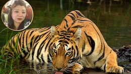बाघों की हत्यारी इंटरनेशनल लेडी डॉन यांगचेन कौन है? जिसे MP STSF ने चाइना बॉर्डर से यूं किया अरेस्ट