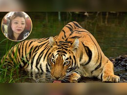 बाघों की हत्यारी इंटरनेशनल लेडी डॉन यांगचेन कौन है? जिसे MP STSF ने चाइना बॉर्डर से यूं किया अरेस्ट