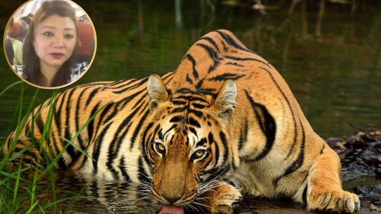 बाघों की हत्यारी इंटरनेशनल लेडी डॉन यांगचेन कौन है? जिसे MP STSF ने चाइना बॉर्डर से यूं किया अरेस्ट