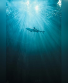 How Ocean's Deadly Predators Catch Prey