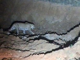 जालौर के कलापुरा गांव में पैंथर की दहशत, रात में सड़क पर लोगों से सामना; ग्रामीण घरों में कैद