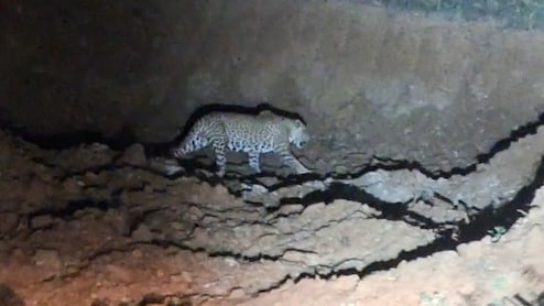 जालौर के कलापुरा गांव में पैंथर की दहशत, रात में सड़क पर लोगों से सामना; ग्रामीण घरों में कैद