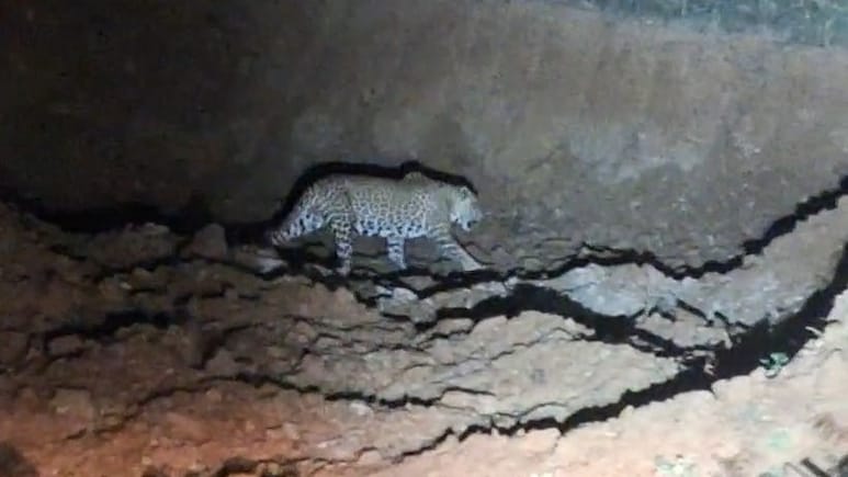 जालौर के कलापुरा गांव में पैंथर की दहशत, रात में पर सड़क पर लोगों से सामना; ग्रामीण घरों में कैद