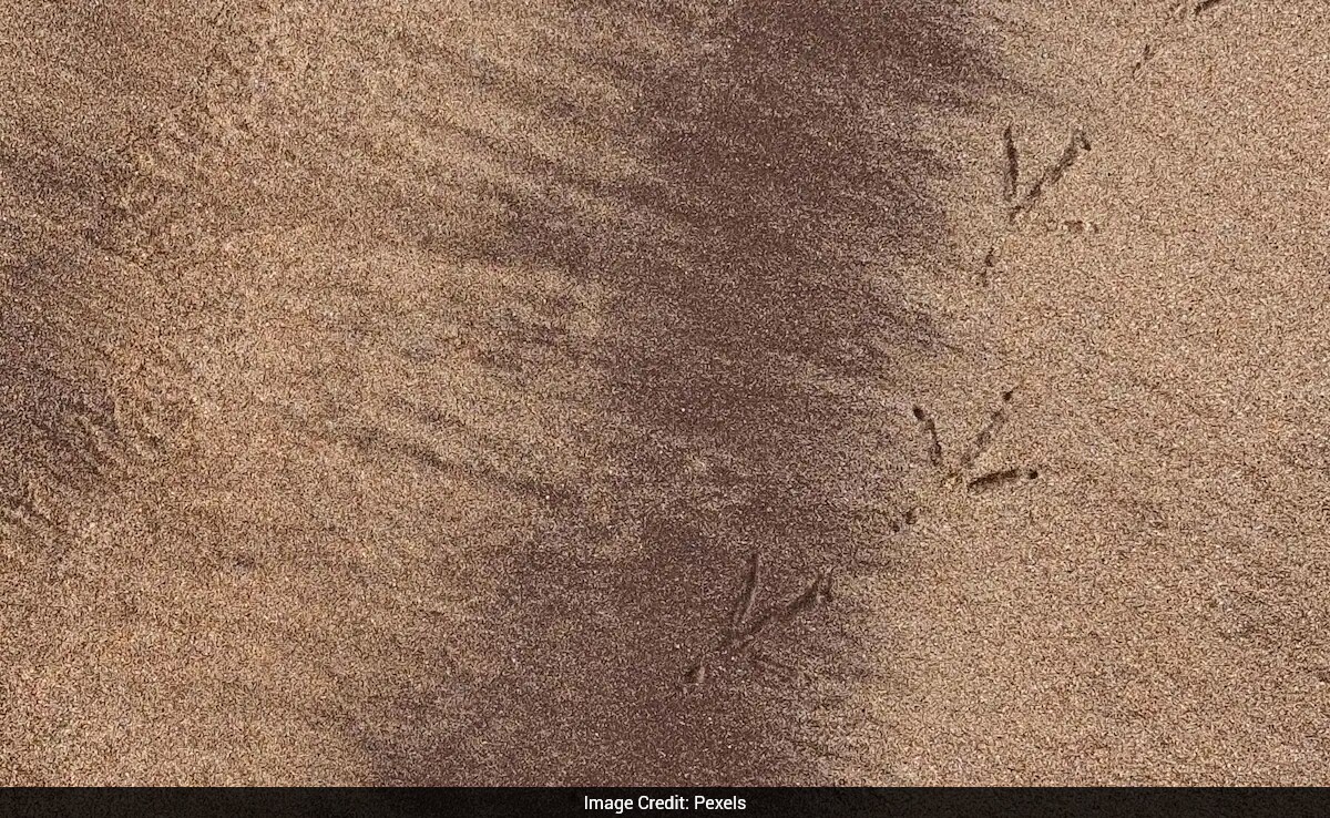 Ancient Dinosaur Footprints Discovered in China