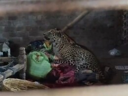 किशोर पर हमला करने के बाद मादा पैंथर के मुंह से आया झाग, कमरे में मौत; जांच में जुटा वन विभाग