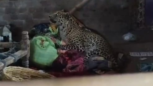 किशोर पर हमला करने के बाद मादा पैंथर के मुंह से आया झाग, कमरे में मौत; जांच में जुटा वन विभाग