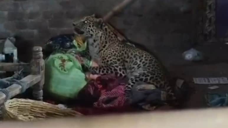 किशोर पर हमला करने के बाद मादा पैंथर के मुंह से आया झाग, कमरे में मौत; जांच में जुटा वन विभाग