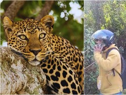 उत्तराखंड में तेंदुए का जबरदस्त खौफ, बच्चों के स्कूल बंद, शादी तो छोड़ो सैर पर भी जानें से डरे लोग