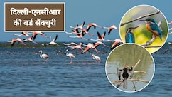 न्यू ईयर की छुट्टी पक्षियों के साथ बिताएं, परिवार और बच्चों के साथ जरूर जाएं दिल्ली-NCR की ये 3 बर्ड सैंक्चुरी