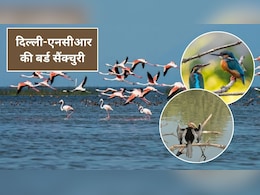 Bird Sanctuary in Delhi:&nbsp;न्यू ईयर की छुट्टी पक्षियों के साथ बिताएं, परिवार और बच्चों के साथ जरूर जाएं दिल्ली-NCR की ये 3 बर्ड सैंक्चुरी