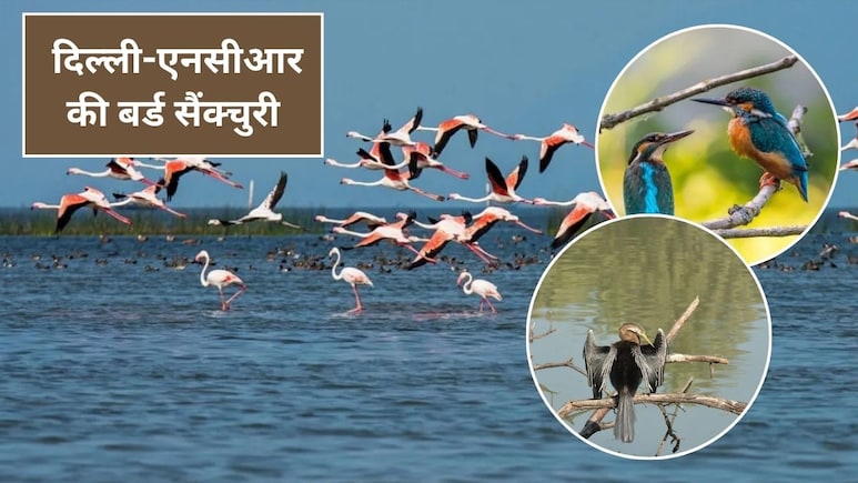 Bird Sanctuary in Delhi:&nbsp;न्यू ईयर की छुट्टी पक्षियों के साथ बिताएं, परिवार और बच्चों के साथ जरूर जाएं दिल्ली-NCR की ये 3 बर्ड सैंक्चुरी