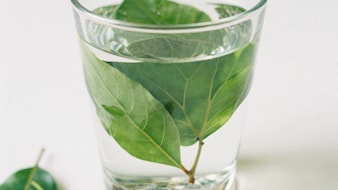 Can Having Curry Leaf Water First Thing In The Morning Improve Digestion?