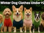 Winter Dog Clothes Under 250: बजट में इन शानदार कपड़ों के साथ अपने डॉग्स को सर्दी से बचाएं और स्टाइलिश बनाएं