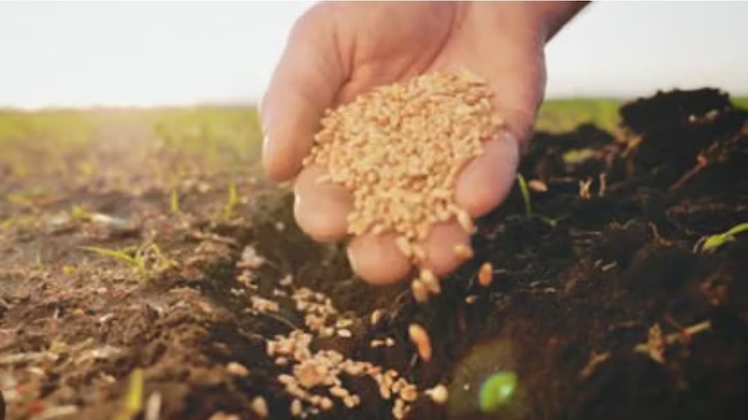 India Fully Protects Sensitive Wheat, Rice, Poultry Under US Trade Deal