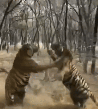 रणथंभौर में मां-बेटी बाघिन की खूनी जंग, मीरा ने रिद्धि को बुरी तरह किया जख्मी; वन विभाग अलर्ट