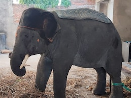 अरुणाचल प्रदेश से जयपुर पहुंचा 10 साल का हाथी, 18 साल बाद आमेर लाया गया नर हाथी