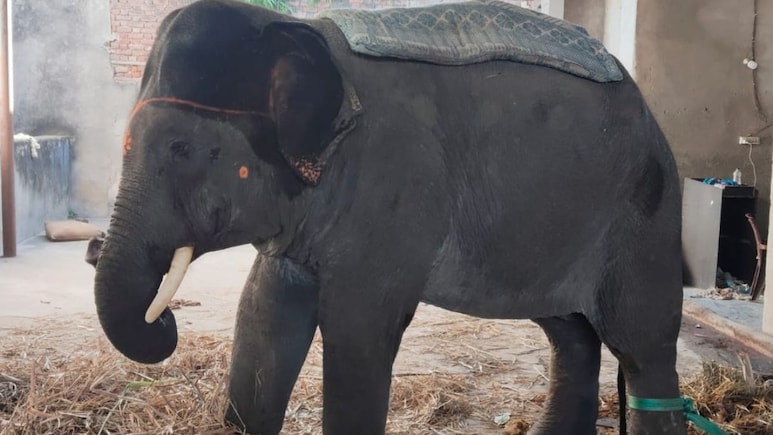 अरुणाचल प्रदेश से जयपुर पहुंचा 10 साल का हाथी, 18 साल बाद आमेर लाया गया नर हाथी अरुणाचल प्रदेश से जयपुर पहुंचा 10 साल का हाथी, 18 साल बाद आमेर लाया गया नर हाथी