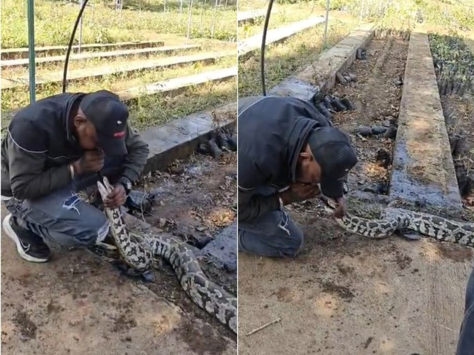 Wildlife Miracle: Python Successfully Revived With CPR After Severe Head Injury in Gujarat