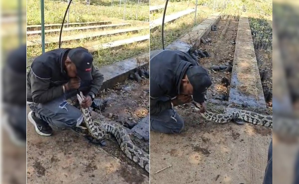 Watch: Python Revived With CPR After Head Injury In Gujarat