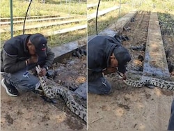 Watch: Python Revived With CPR After Head Injury In Gujarat