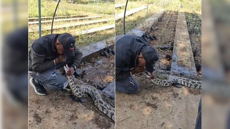 Watch: Python Revived With CPR After Head Injury In Gujarat