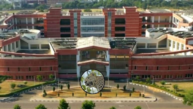 जयपुर के MNIT कैंपस में घंटों छिपा रहा तेंदुआ, VLTC भवन में मची दहशत, कड़ी मशक्कत के बाद वन विभाग ने पकड़ा