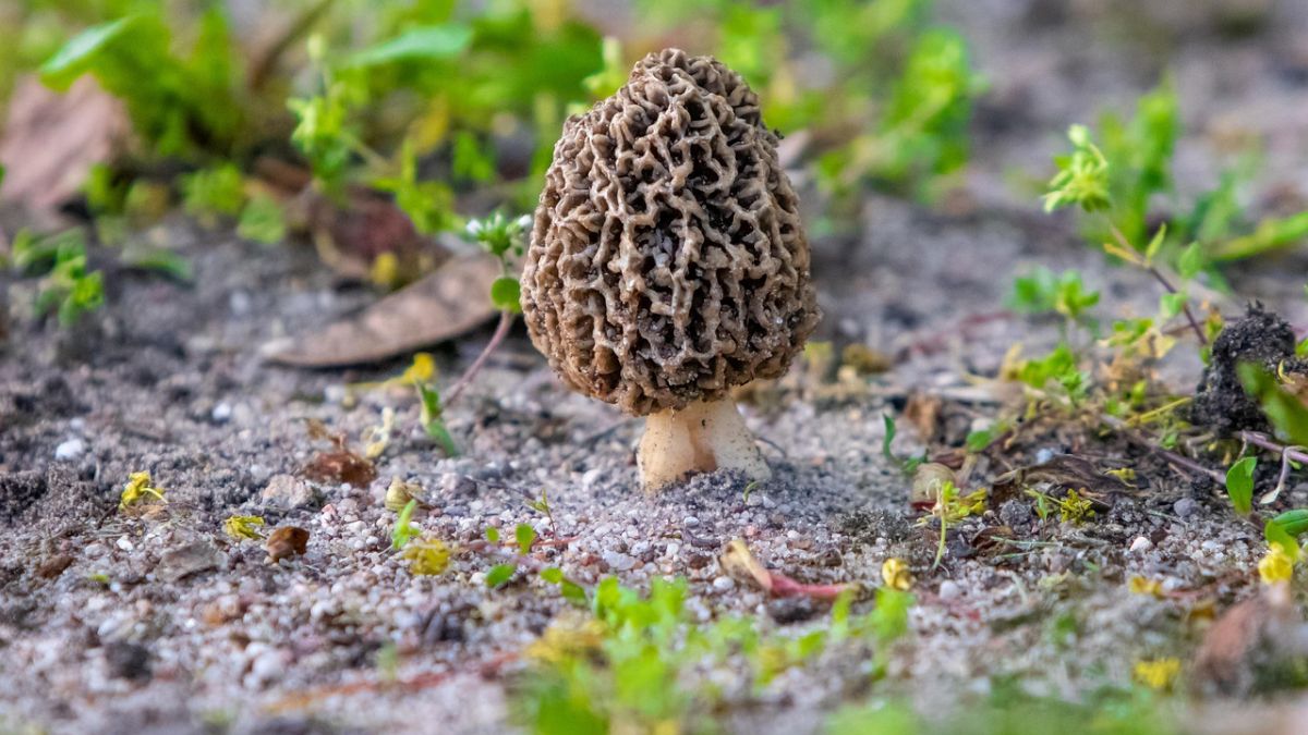 Why Gucchi Mushrooms At Putin's Rashtrapati Bhavan Banquet Cost 40,000 Per Kg