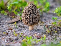 Why Gucchi Mushrooms At Putin's Rashtrapati Bhavan Banquet Cost 40,000 Per Kg