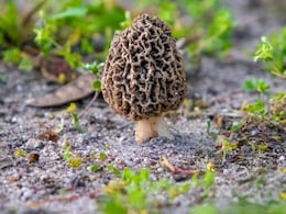 Why Gucchi Mushrooms At Putin's Rashtrapati Bhavan Banquet Cost 40,000 Per Kg