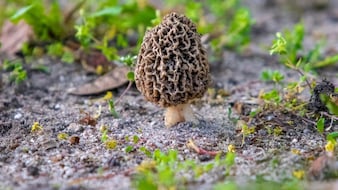 Why Gucchi Mushrooms At Putin's Rashtrapati Bhavan Banquet Cost 40,000 Per Kg