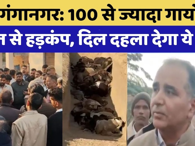 Raisinghnagar में 100 से ज्यादा गायों की मौत का मामला | Rajasthan Top News