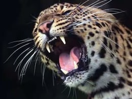 'बिबट्यांच्या हल्ल्यात एकही मृत्यू होणार नाही', सरकारने घेतला सर्वात मोठा निर्णय! पुण्यात 'या' ठिकाणी..