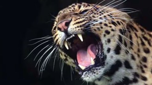 'बिबट्यांच्या हल्ल्यात एकही मृत्यू होणार नाही', सरकारने घेतला सर्वात मोठा निर्णय! पुण्यात 'या' ठिकाणी..