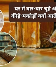 आपकी ये 5 आदतें घर में चूहे, कीड़े-मकोड़ों को खुद लेकर आती हैं? अभी नहीं दिया ध्यान तो हमेशा रहेंगे परेशान
