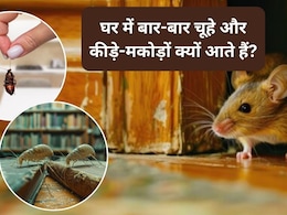 आपकी ये 5 आदतें घर में चूहे, कीड़े-मकोड़ों को खुद लेकर आती हैं? अभी नहीं दिया ध्यान तो हमेशा रहेंगे परेशान