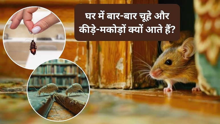 आपकी ये 5 आदतें घर में चूहे, कीड़े-मकोड़ों को खुद लेकर आती हैं? अभी नहीं दिया ध्यान तो हमेशा रहेंगे परेशान