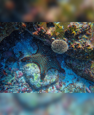 This Animal Can Spit Stomach Out Of Its Mouth